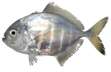 Uraspis helvola