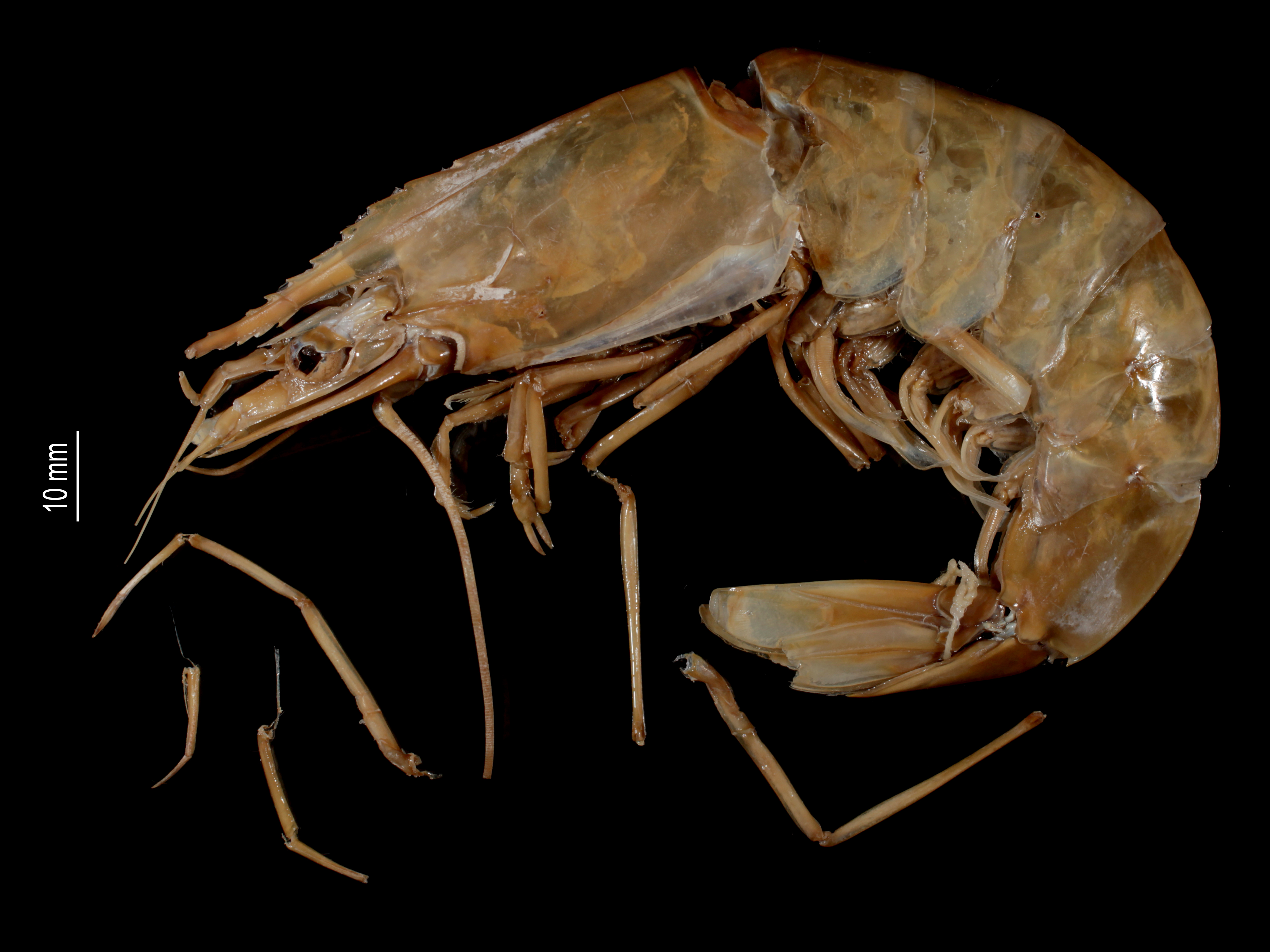 Penaeus indicus