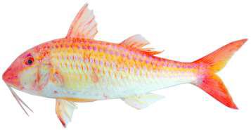 Parupeneus heptacanthus