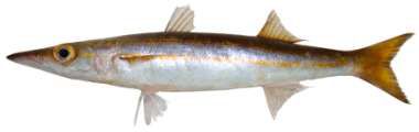 Sphyraena flavicauda