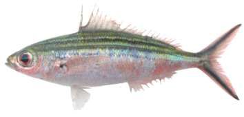 Caesio striata