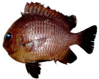 Dascyllus trimaculatus