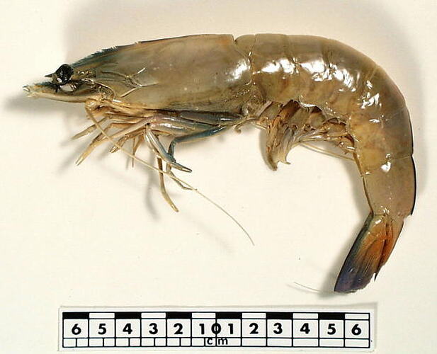 Penaeus latisulcatus