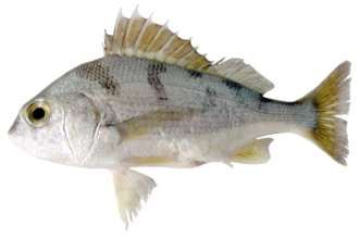 Pomadasys maculatus
