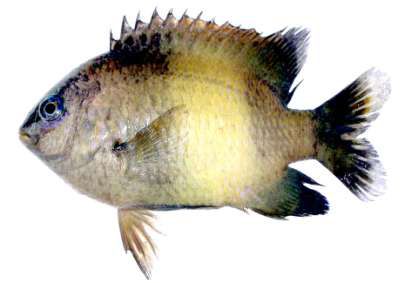 Stegastes nigricans