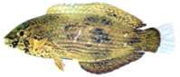 Anampses caeruleopunctatus