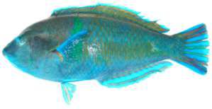 Anampses caeruleopunctatus
