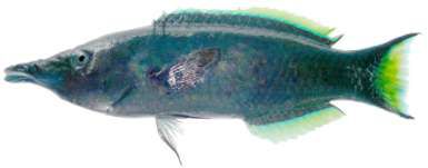 Gomphosus caeruleus