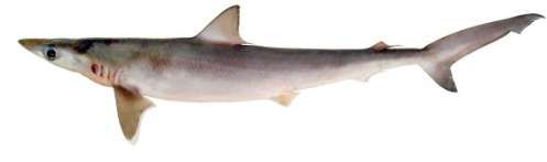 Rhizoprionodon acutus