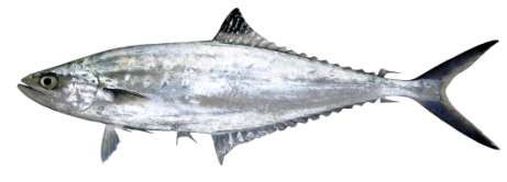 Scomberoides lysan