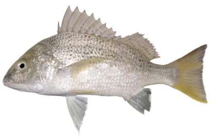 Pomadasys argenteus