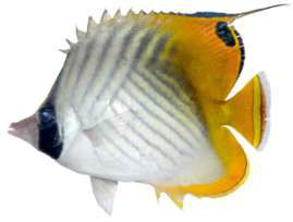 Chaetodon auriga