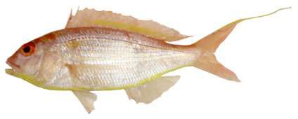 Nemipterus randalli