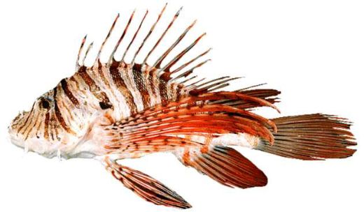 Pterois russelii