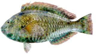 Calotomus viridescens
