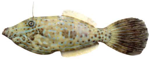 Aluterus scriptus