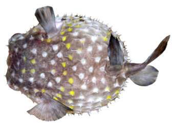 Chilonycterus spilostylus