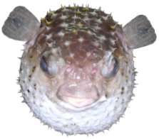 Chilonycterus spilostylus