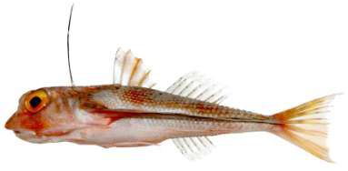 Dactyloptena peterseni