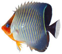 Chaetodon larvatus
