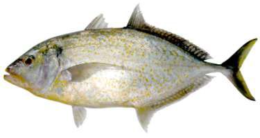 Carangoides bajad