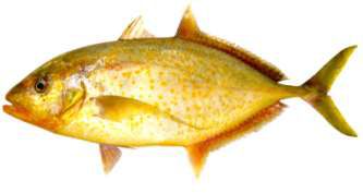 Carangoides bajad