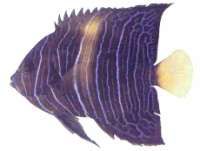 Pomacanthus asfur