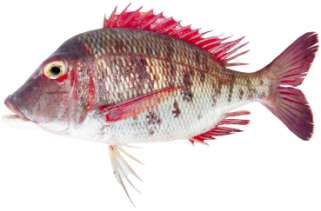 Lethrinus mahsena
