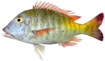 Lethrinus mahsena