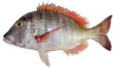 Lethrinus mahsena