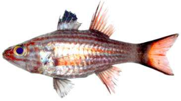 Cheilodiptreus macrodon