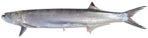 Chirocentrus dorab