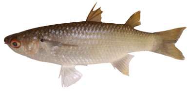 Oedalechilus labiosus