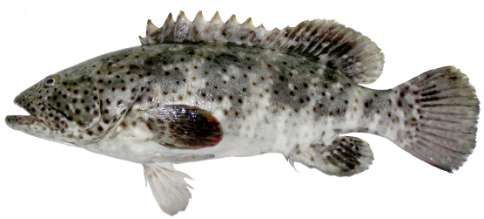 Epinephelus malabricus