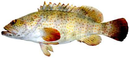 Epinephelus malabricus
