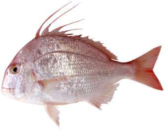 Argyrops filamentosus