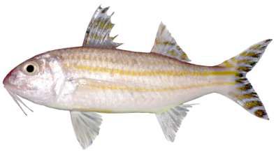 Upeneus subvittatus