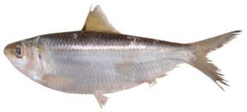 Sardinella albella
