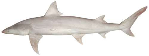 Carcharhinus plumbeus