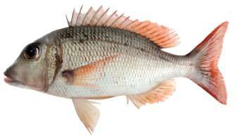 Gymnocranius microdon