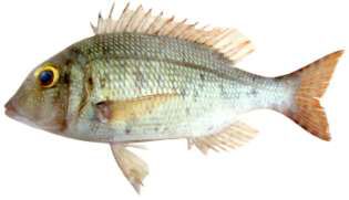 Gymnocranius microdon
