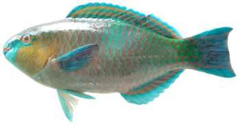 Scarus ferrugineus