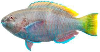 Scarus ferrugineus