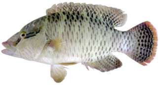 Cheilinus undulatus
