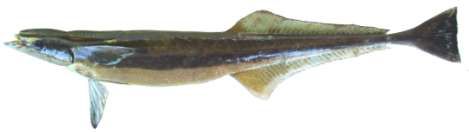 Echeneis naucrates
