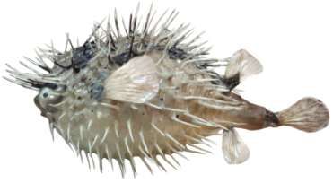 Diodon holocanthus