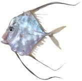 Alectis indicus