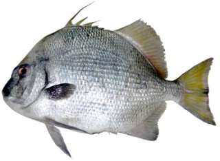 Argyrops spinifer