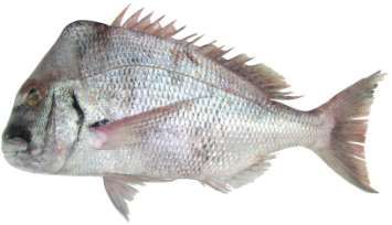 Argyrops spinifer