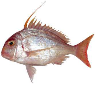 Argyrops spinifer